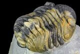 Multi-Colored Phacops Araw Trilobite #104966-4